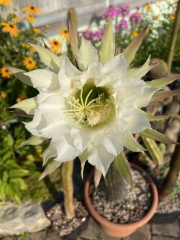 Eriocactus juspertii